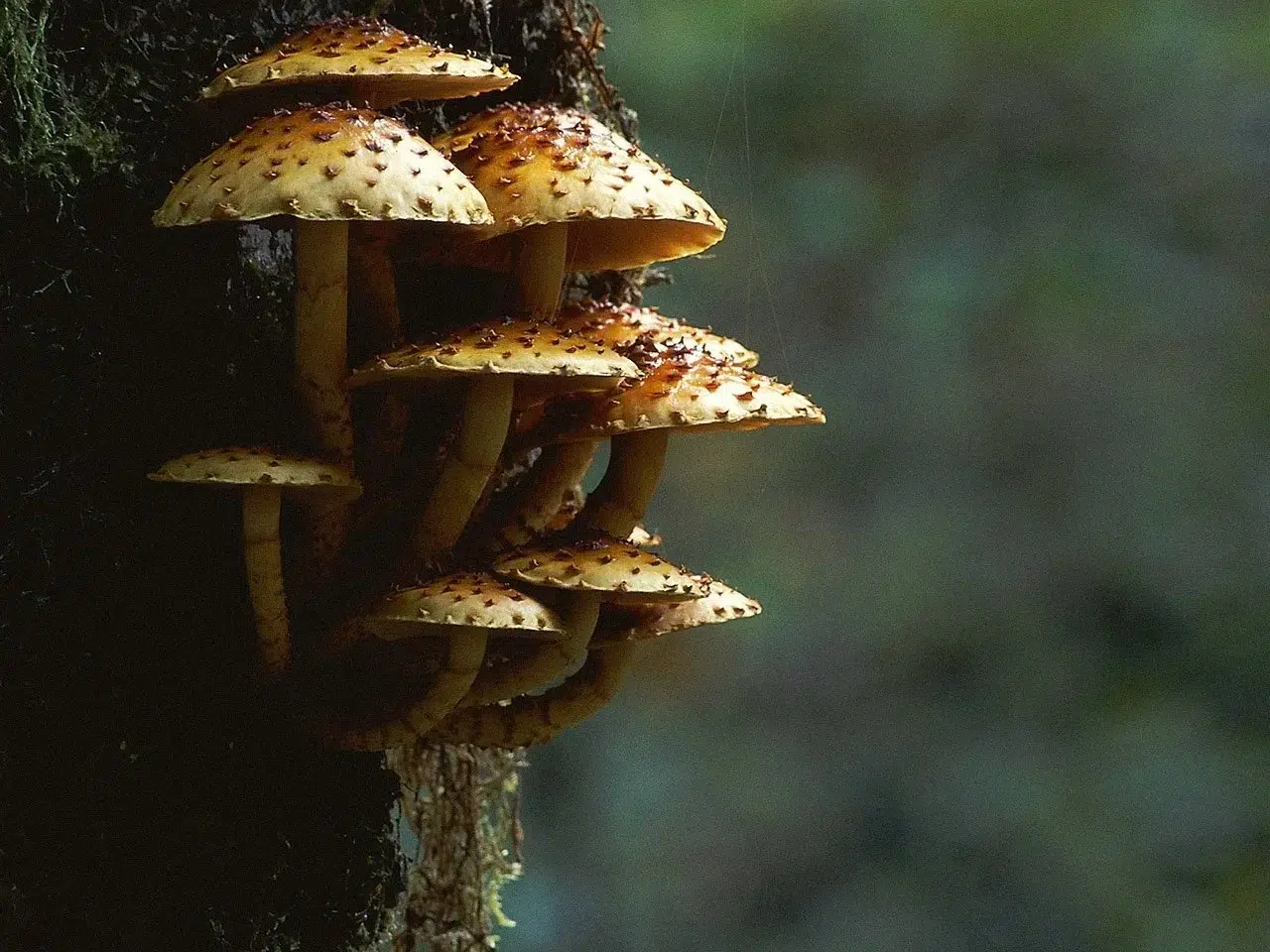 Mushroom Microdosing